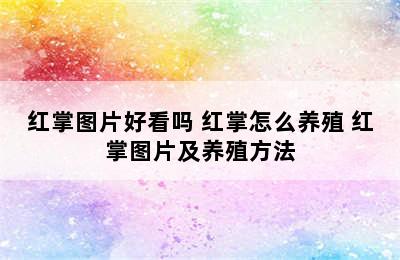 红掌图片好看吗 红掌怎么养殖 红掌图片及养殖方法